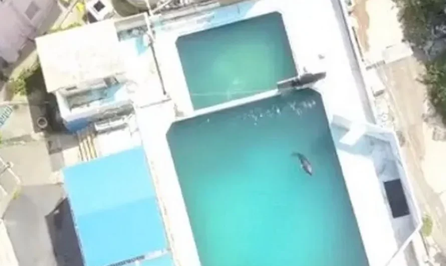 ‘World’s loneliest dolphin’ dies alone in tiny tank in abandoned theme park