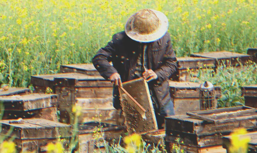 I Was Upset That My Grandfather Only Left Me an Old Apiary until I Looked into the Beehives