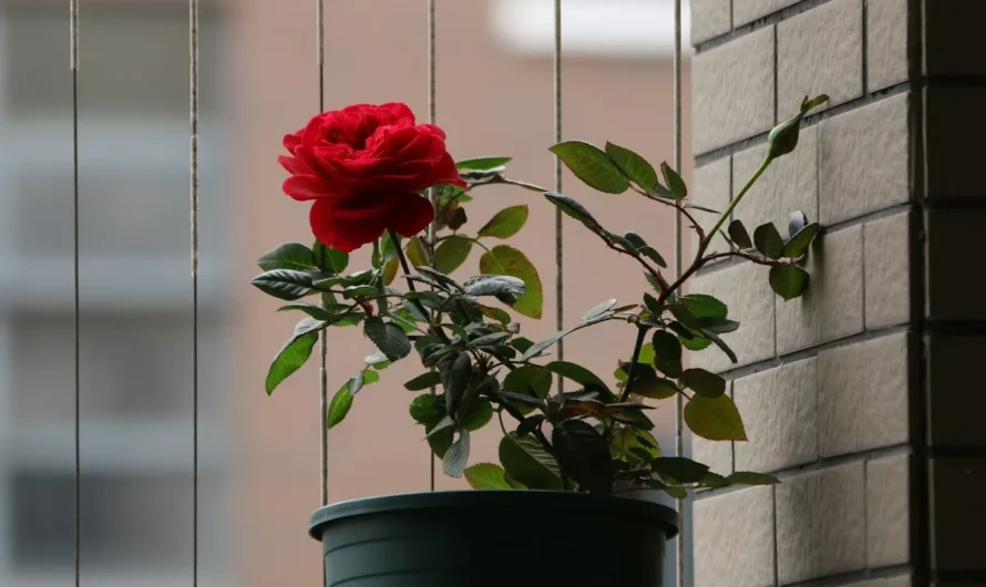 Dad Breaks Grieving Son’s Potted Rose with Late Mom’s Ashes Mixed into the Soil