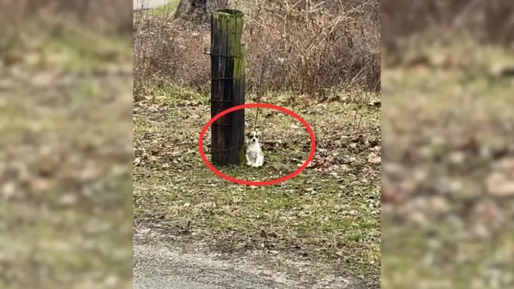 Kentucky Rescuers Shocked To Discover Dog Tied To Tree, So They Rushed To Help