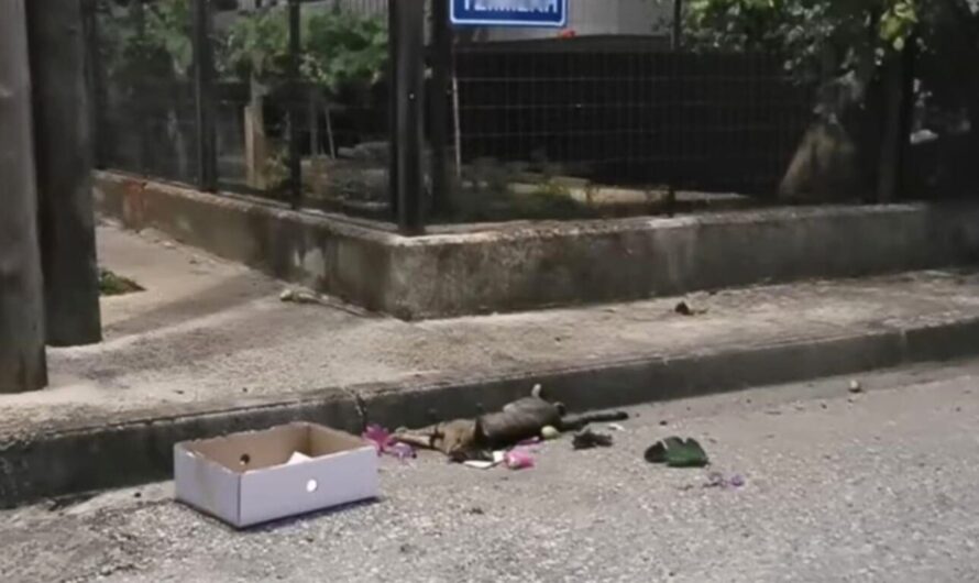 Cat Left Injured On The Road After A Heartless Driver Hit It And Drove Off.