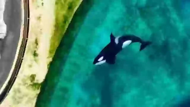 Heartbreaking footage shows two orcas left trapped in enclosure in abandoned marine park months after closing