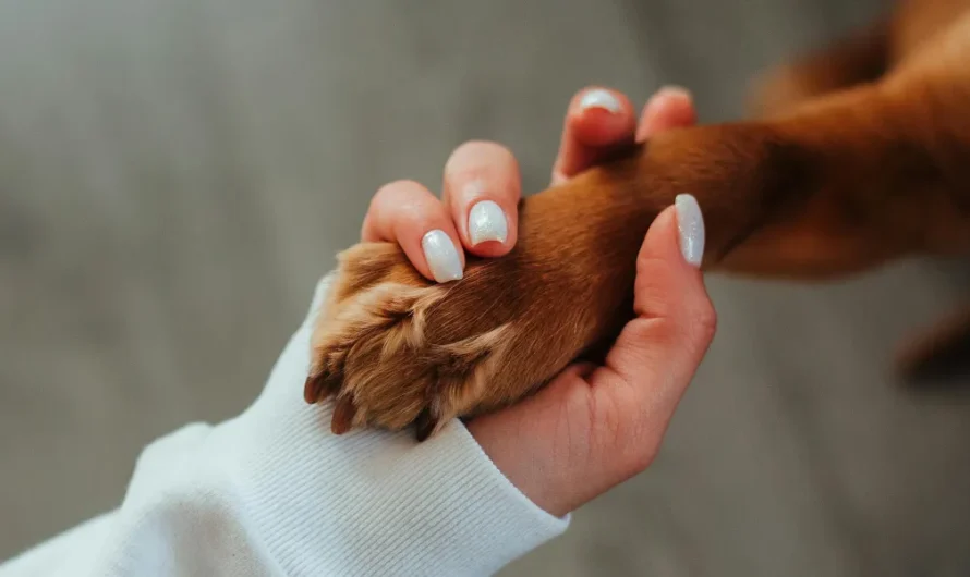 Every Time I Returned from a Work Trip My Dog Looked Different, Until Her Collar Revealed What My Husband Was Hiding — Story of the Day